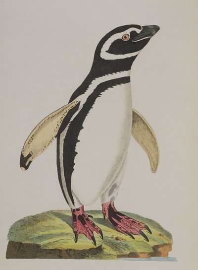 Illustration eines Pinguins aus 